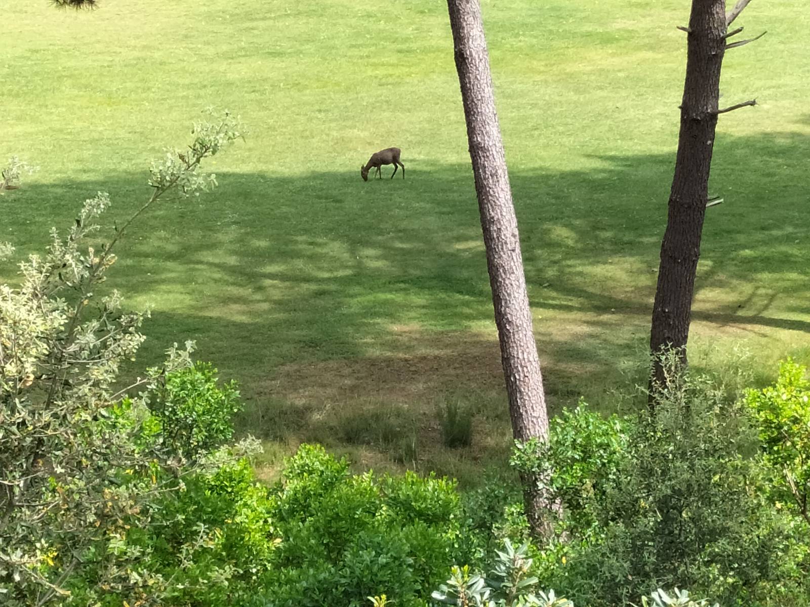Maison individuelle LACANAU OCEAN GOLF Réf. 3369