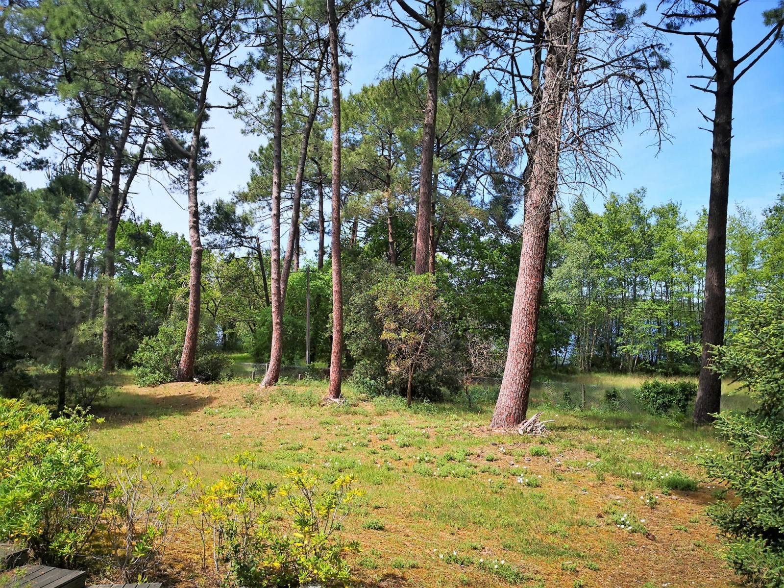 Terrain arboré et clôturé