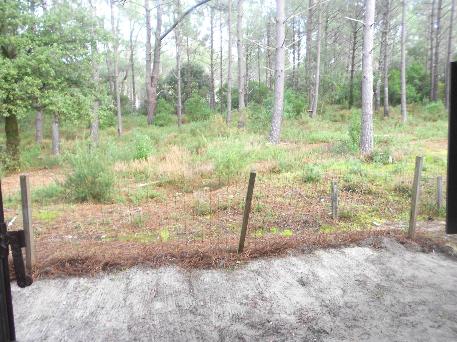 Vue sur la forêt