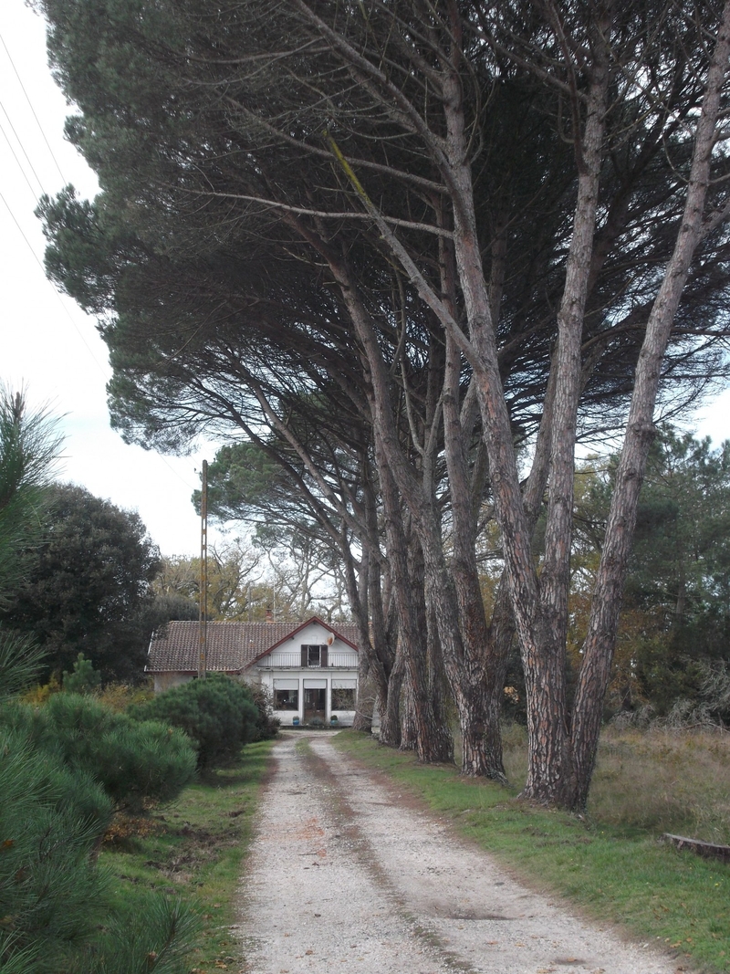 Vente Maison à Lacanau-Médoc.  Propriété à vocation forestière d'environ 74 hectares avec habitation principale et granges.