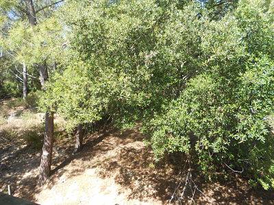 Vue sur la forêt