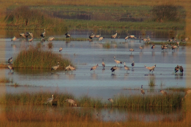 La Réserve de l'Etang du Cousseau, un écrin de nature où il fait bon remonter le temps...