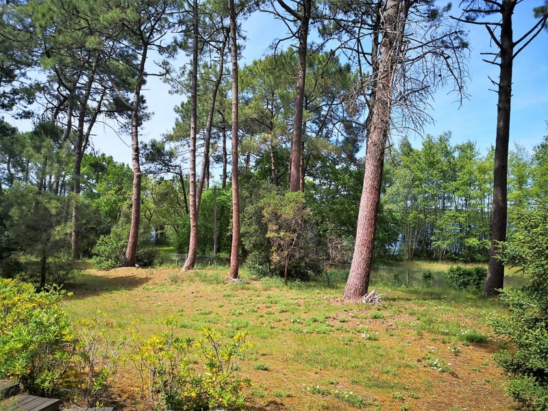 Terrain arboré et clôturé